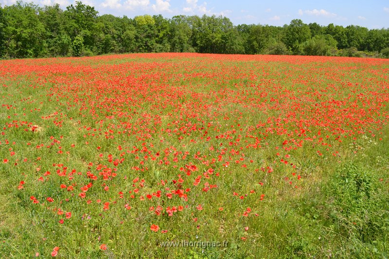 DSC 0131.JPG - Champ de coquelicot dans le Tarn.